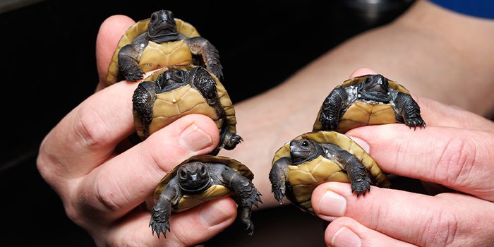 Tennessee Aquarium Hatches Record Setting Clutch Of Critically